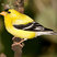 American Goldfinch